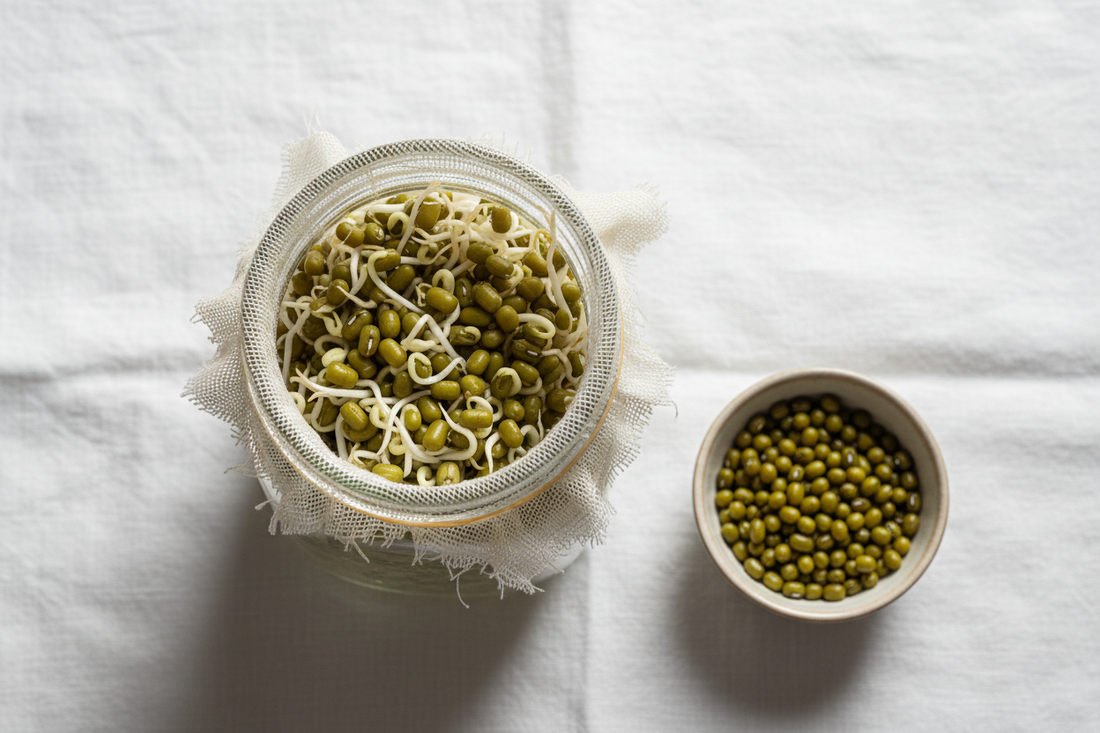 How to Grow Mung Bean Sprouts at Home: A Living Food for Enzyme Activity, Digestion & Vitality