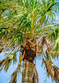 Sabal Palm Tree (Sabal palmetto)