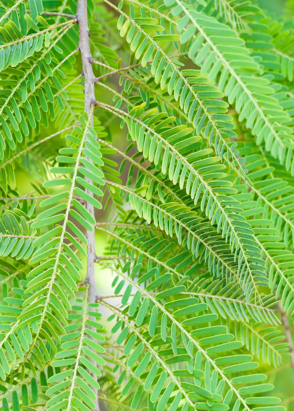 Amla, Indian Gooseberry (Phyllanthus emblica)