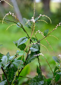 Anamu (Petiveria alliacea)