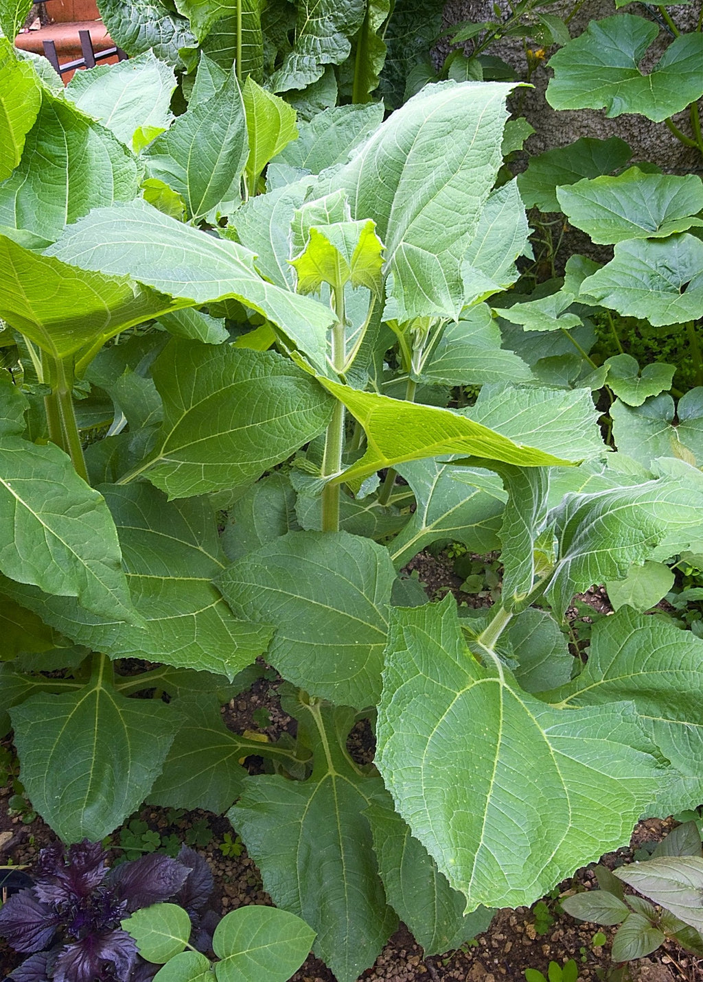 Yellow Earth Apple (Smallanthus sonchifolius)
