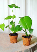 Monstera, Swiss Cheese Plant (Monstera deliciosa)