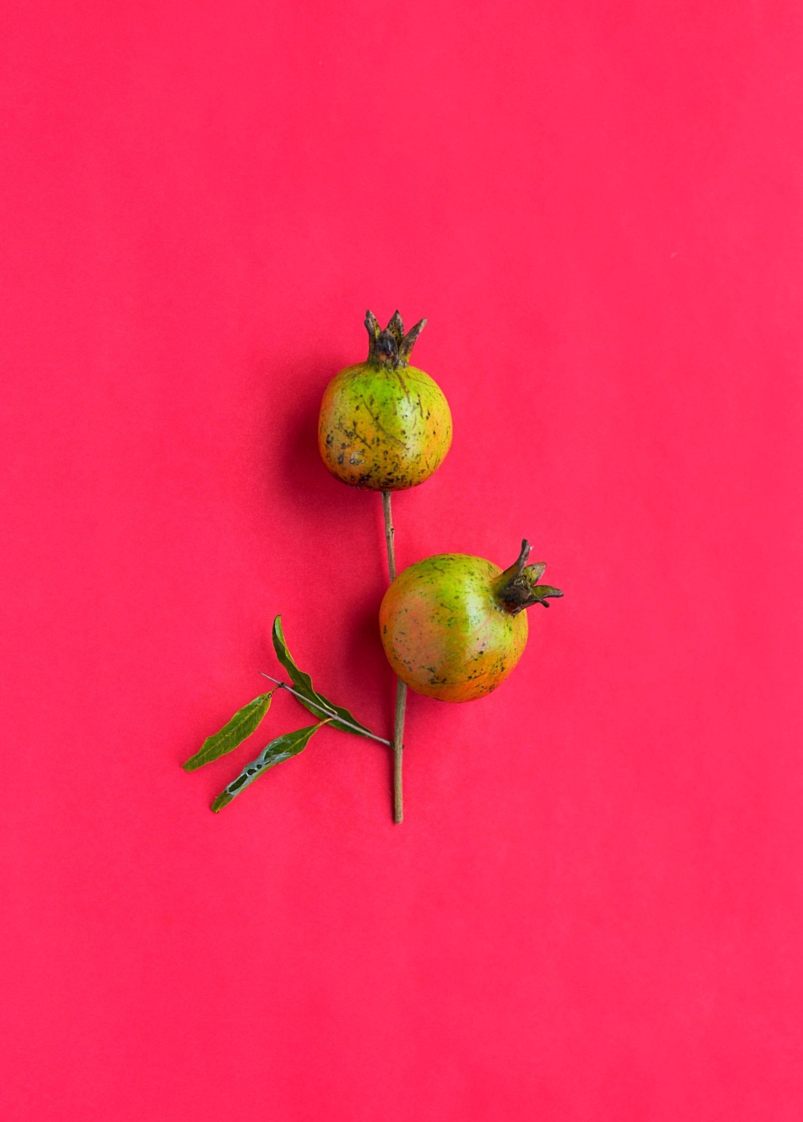 Pomegranate 'Vietnamese Pink' (Punica granatum)