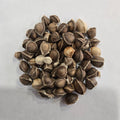Moringa Seeds