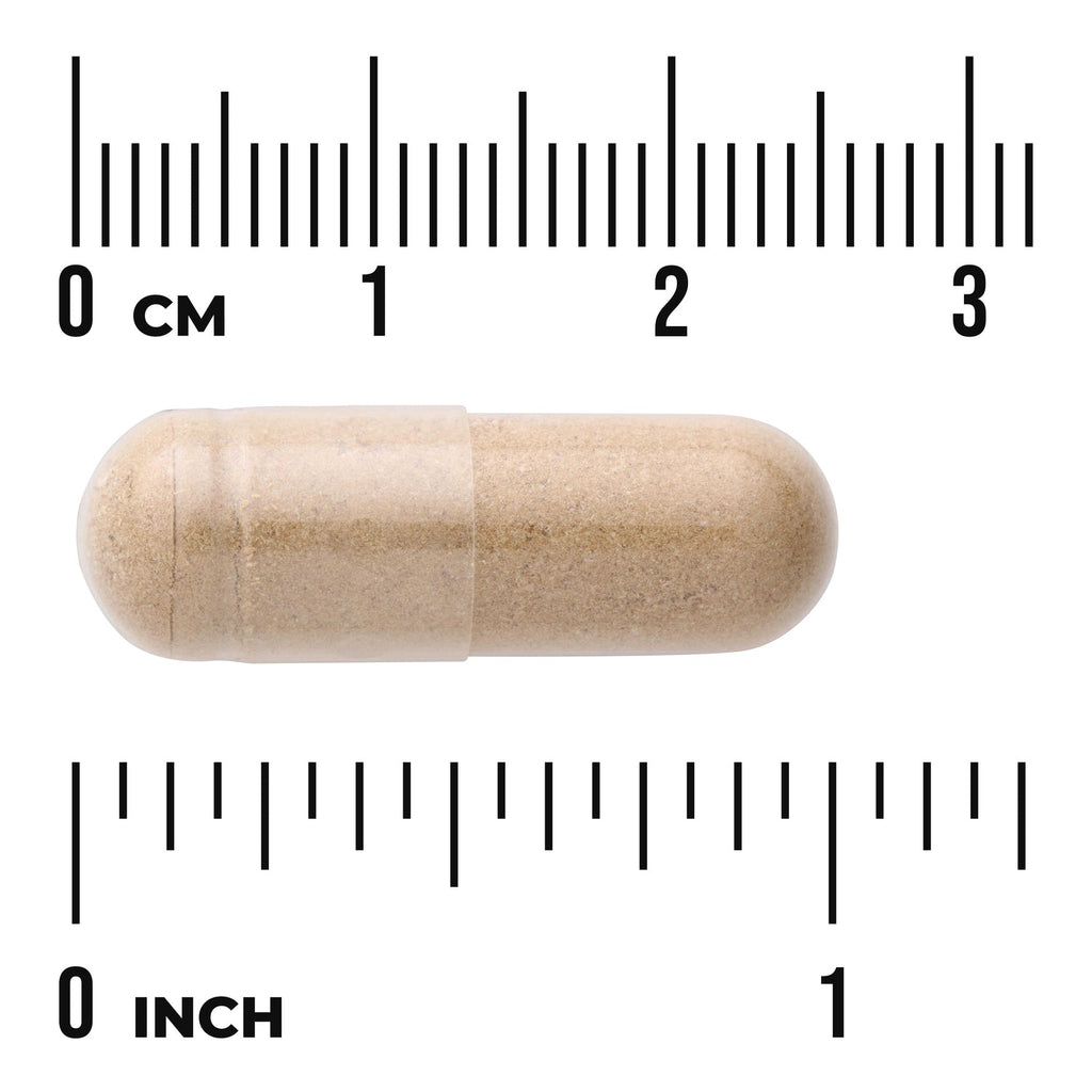 Butcher's Broom Extract - Standardized