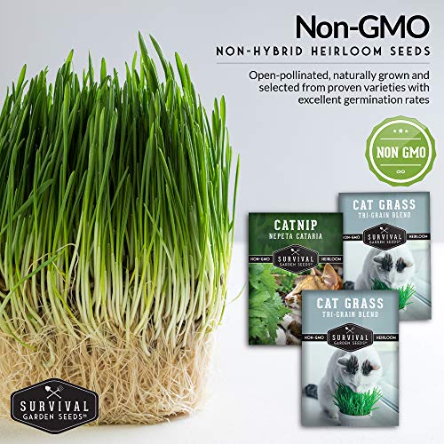 Cat Grass & Catnip Seed Collection – Fun, Healthy Greens & Enrichment Herbs for Indoor Cats
