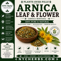 Arnica Leaf & Flower