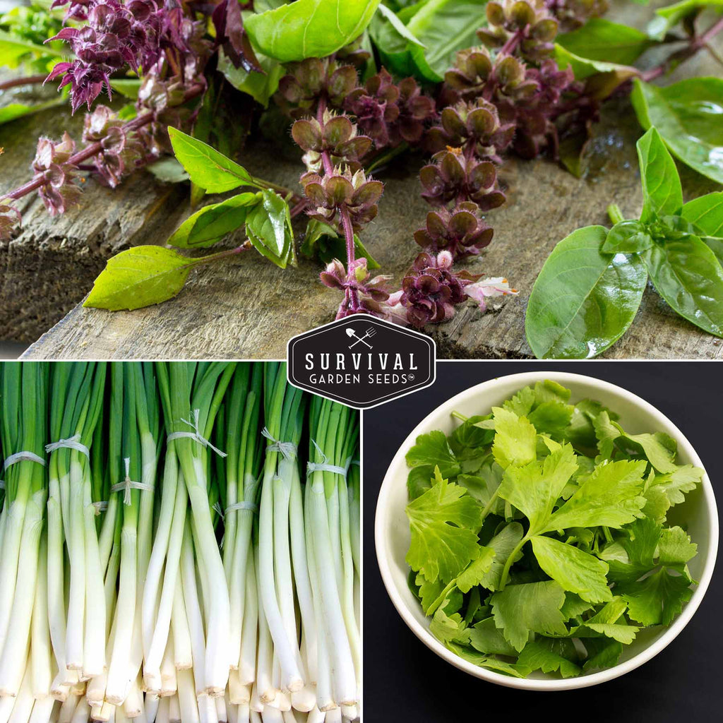 Asian Vegetable Seed Collection – 6 Heirloom, Non-GMO Varieties for Stir-Fries, Soups & Authentic Home Cooking