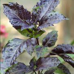 BASIL Seeds, Purple Ruffles