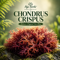 Chondrus Crispus | Mineral-Rich Superfood