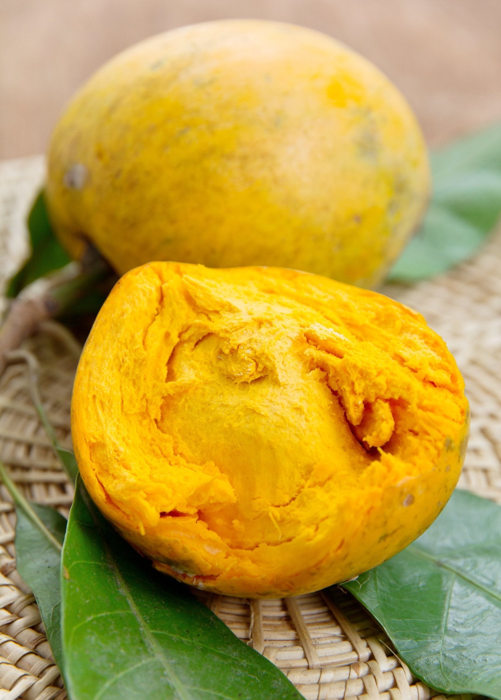 Canistel 'Trompo' (Pouteria campechiana)