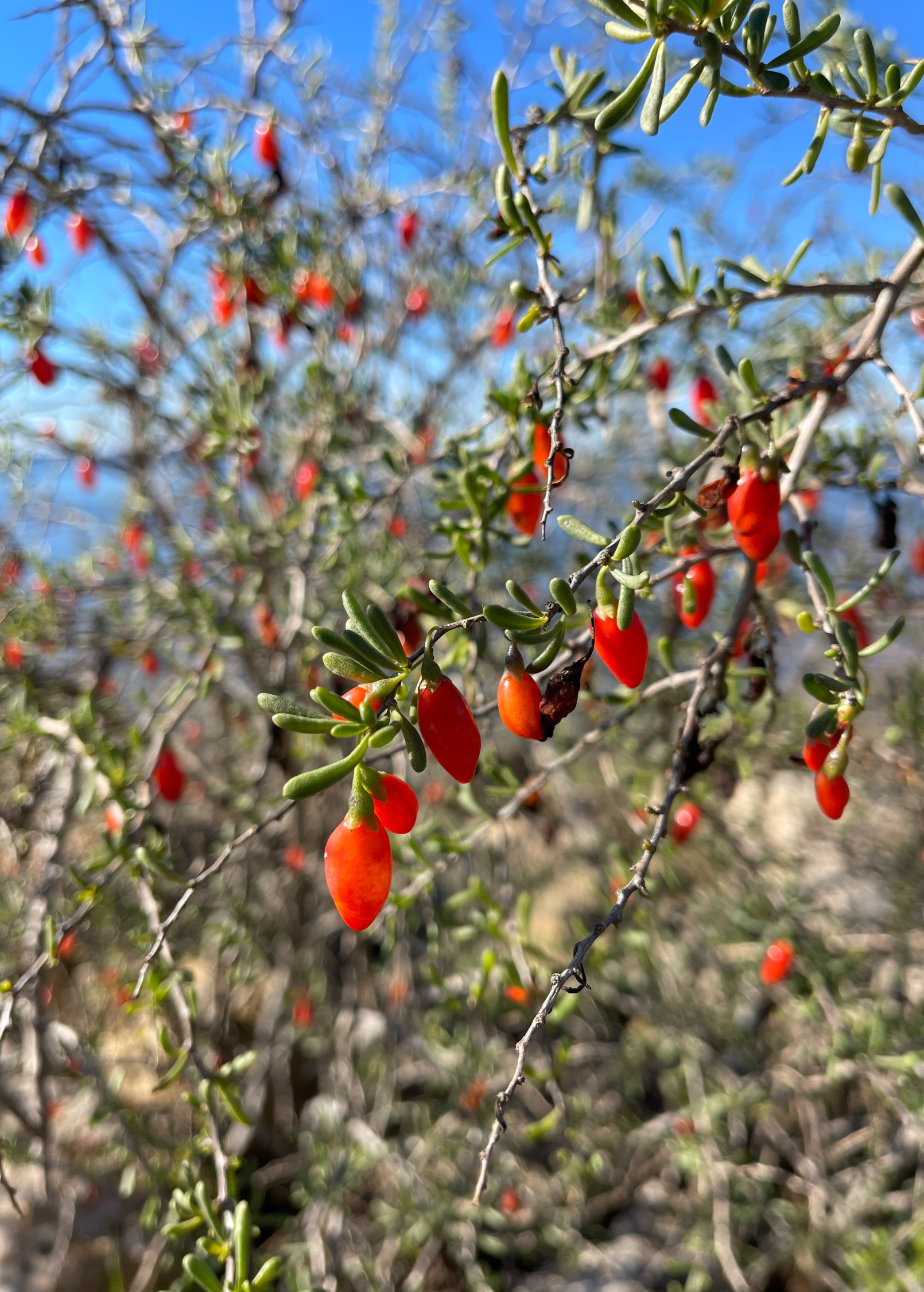 Christmasberry (Lycium carolinianum)