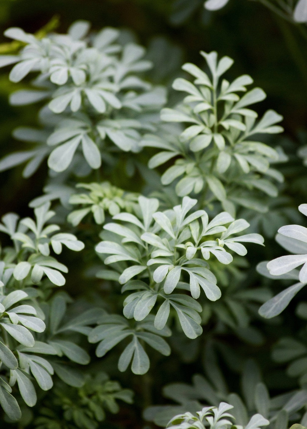 Rue (Ruta graveolens)