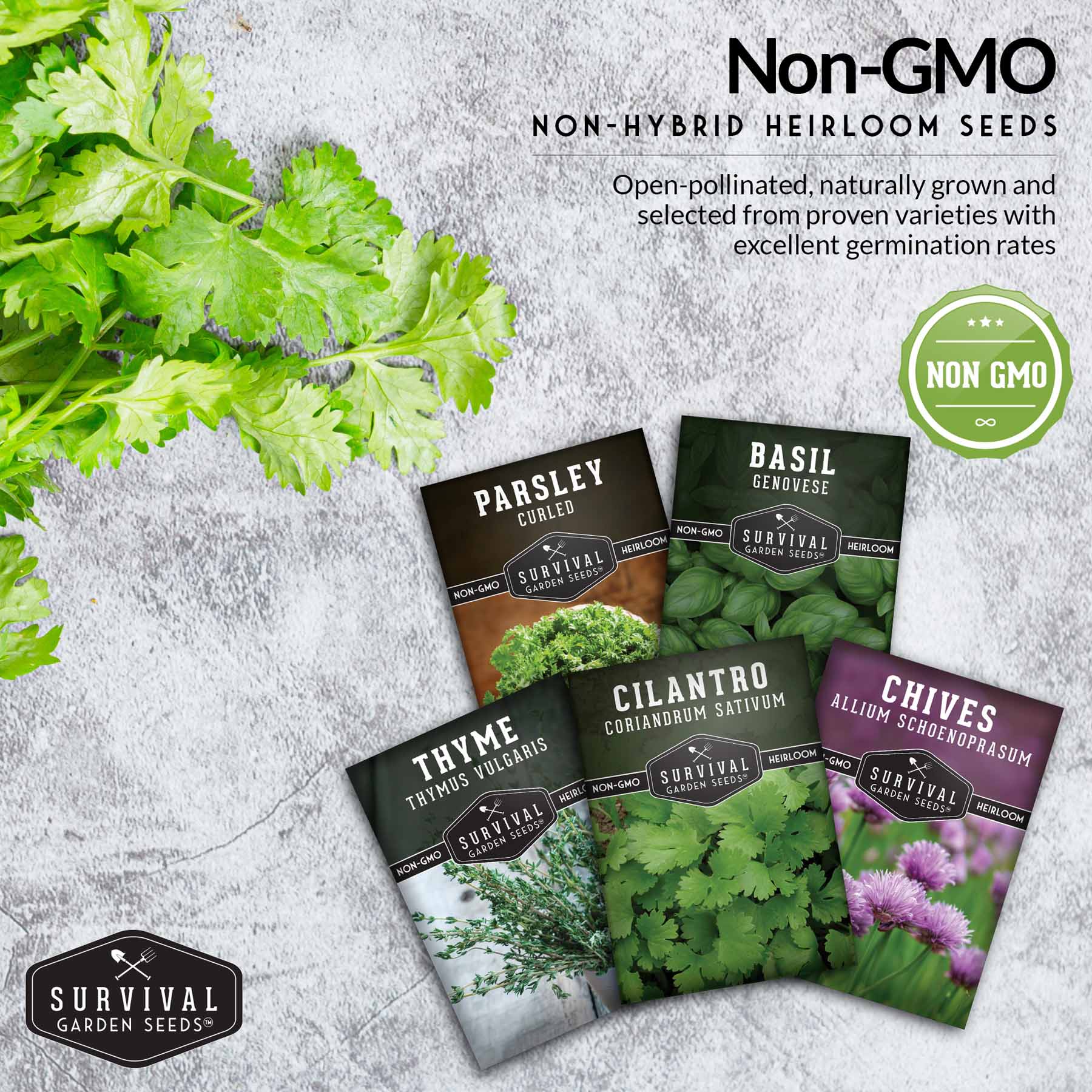 Culinary Herb Seed Collection – 5 Essential Kitchen Herbs for Indoor or Outdoor Growing