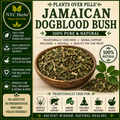 Dog Blood Bush | Fertility & Circulatory Support