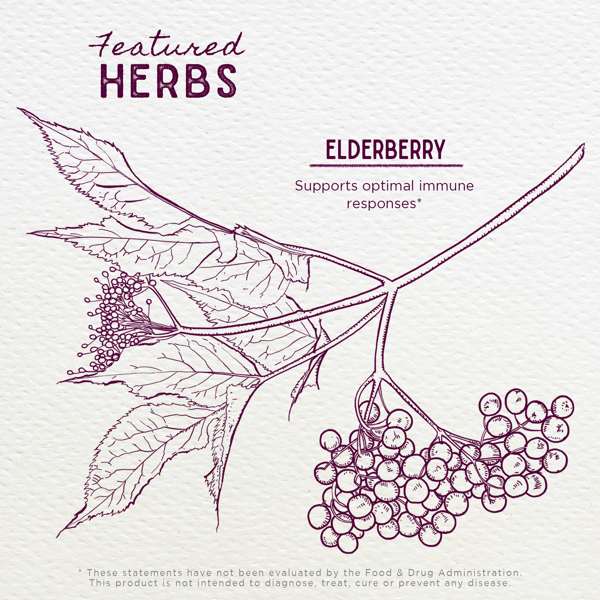 Elderberry Tincture