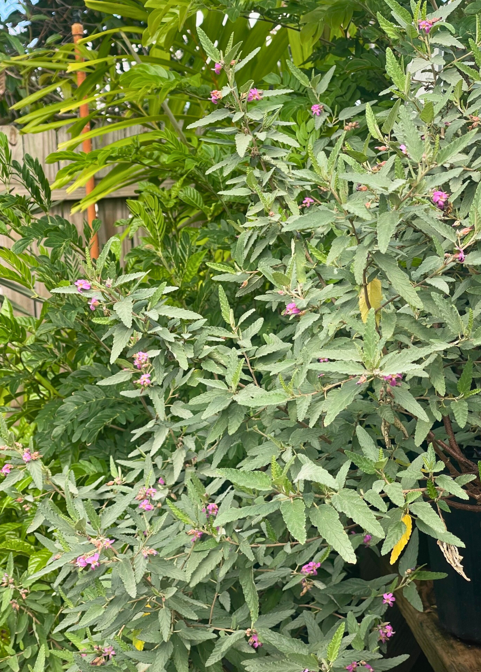 Florida Native Tea Bush (Melochia tomentosa)