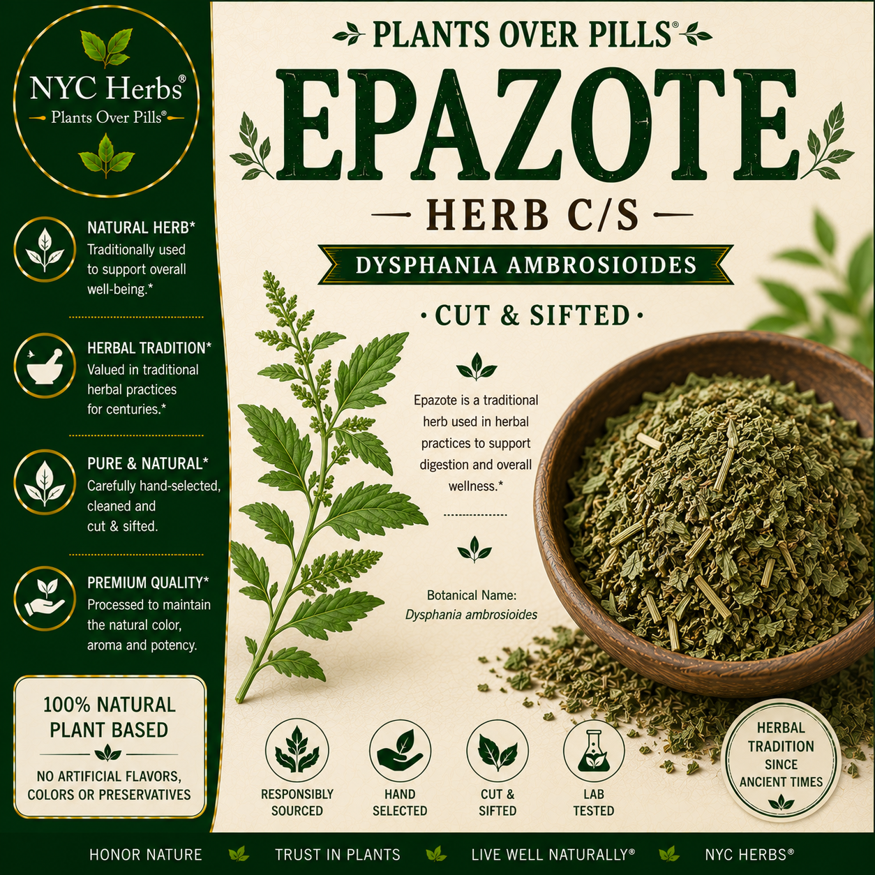 Epazote | Digestive Cleanser & Parasite Support