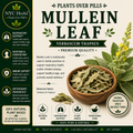 Mullein Leaf