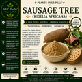 Sausage Tree Powder (Kigelia africana) | Skin Healing, Hormone & Vitality Support