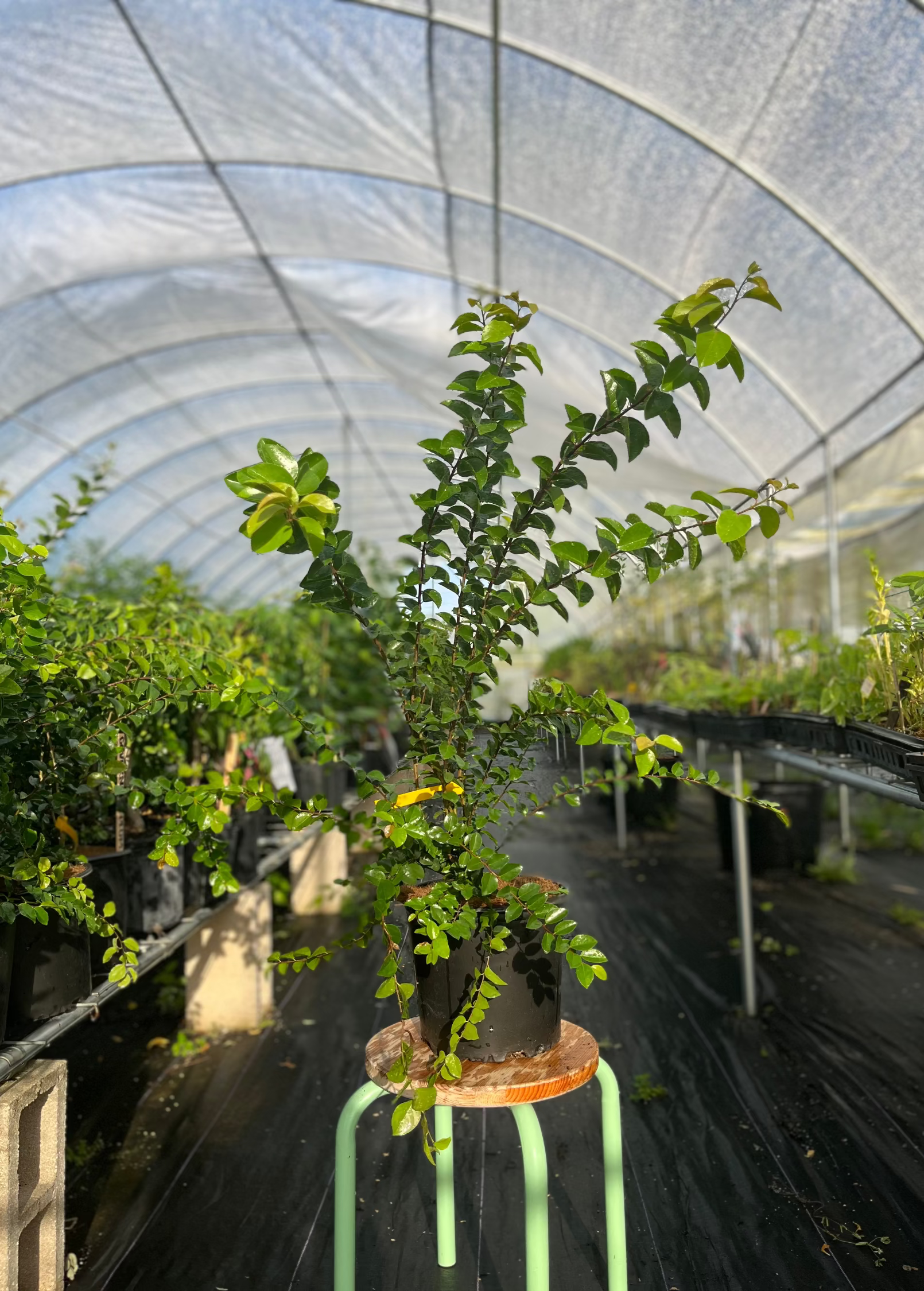 Governor’s Plum (Flacourtia rukam)