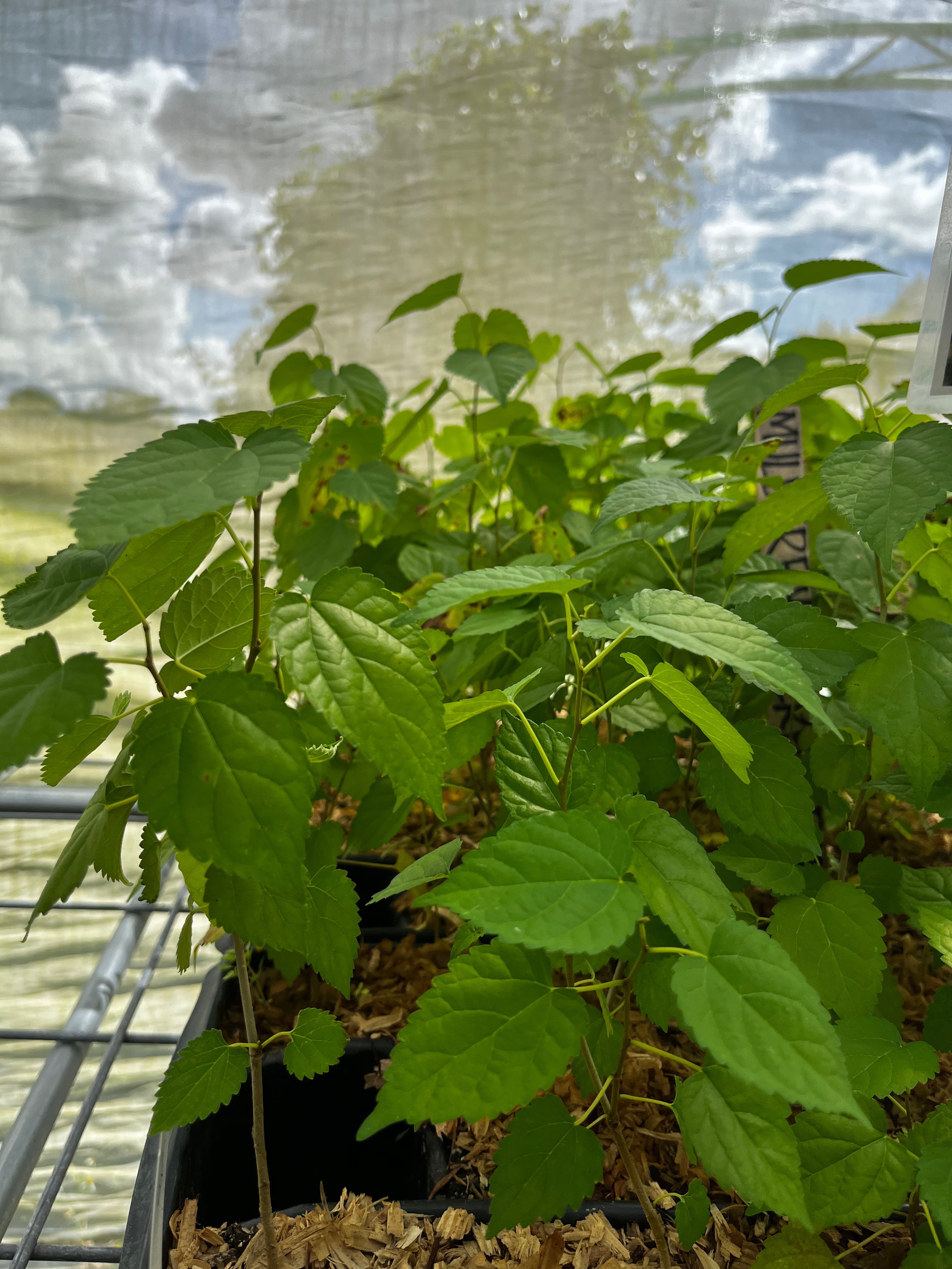 Mulberry 'Everbearing' (Morus nigra)