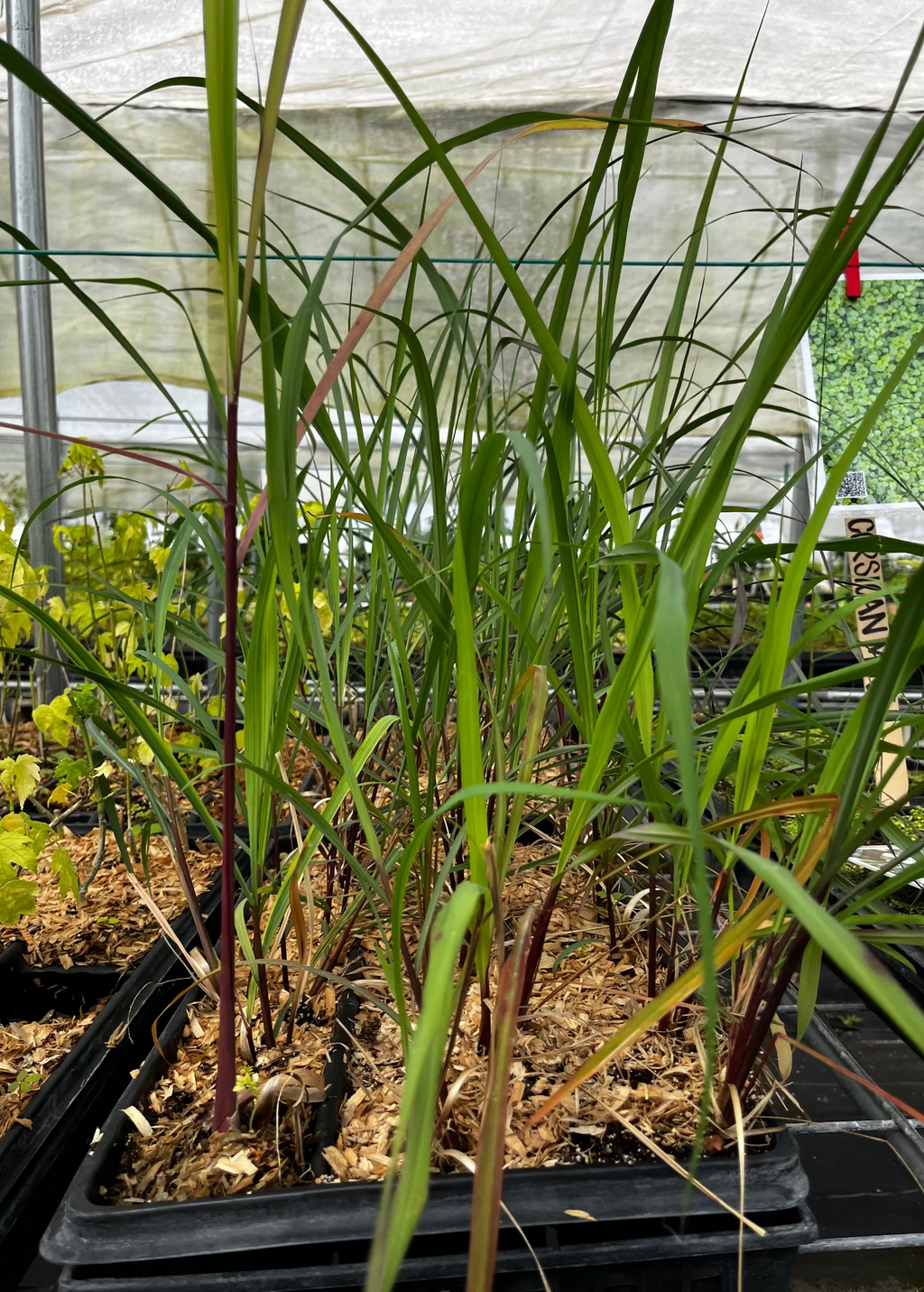 Lemongrass (Cymbopogon)