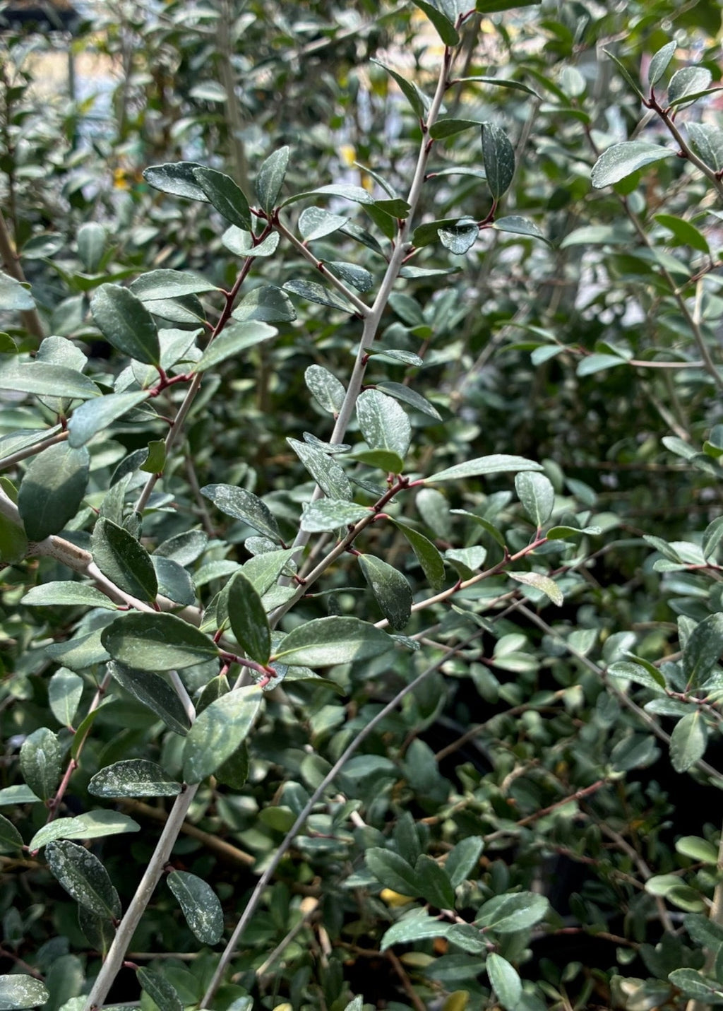 Yaupon Holly (Ilex vomitoria)