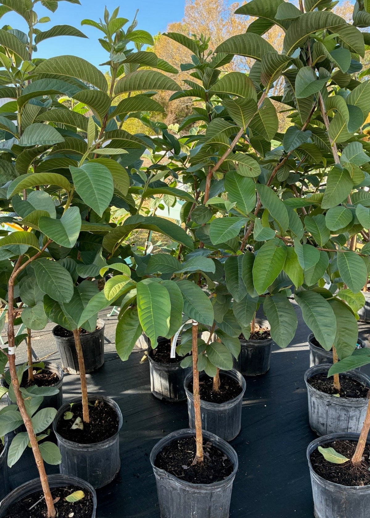 Guava 'Ruby Supreme' (Psidium guajava)