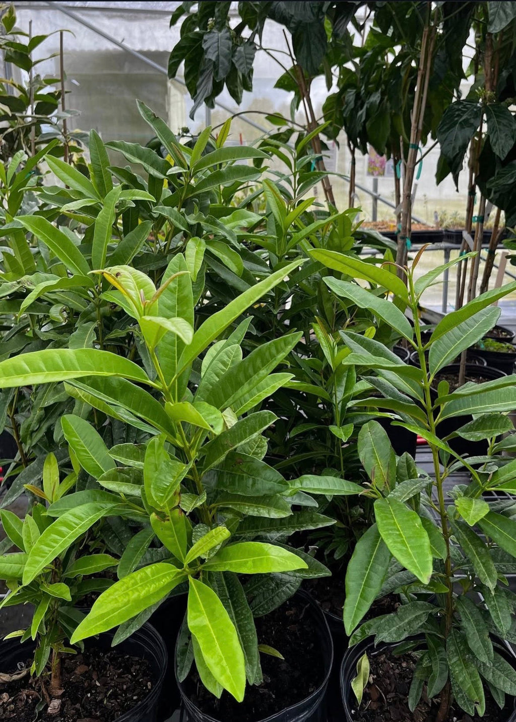 Allspice (Pimenta dioica)