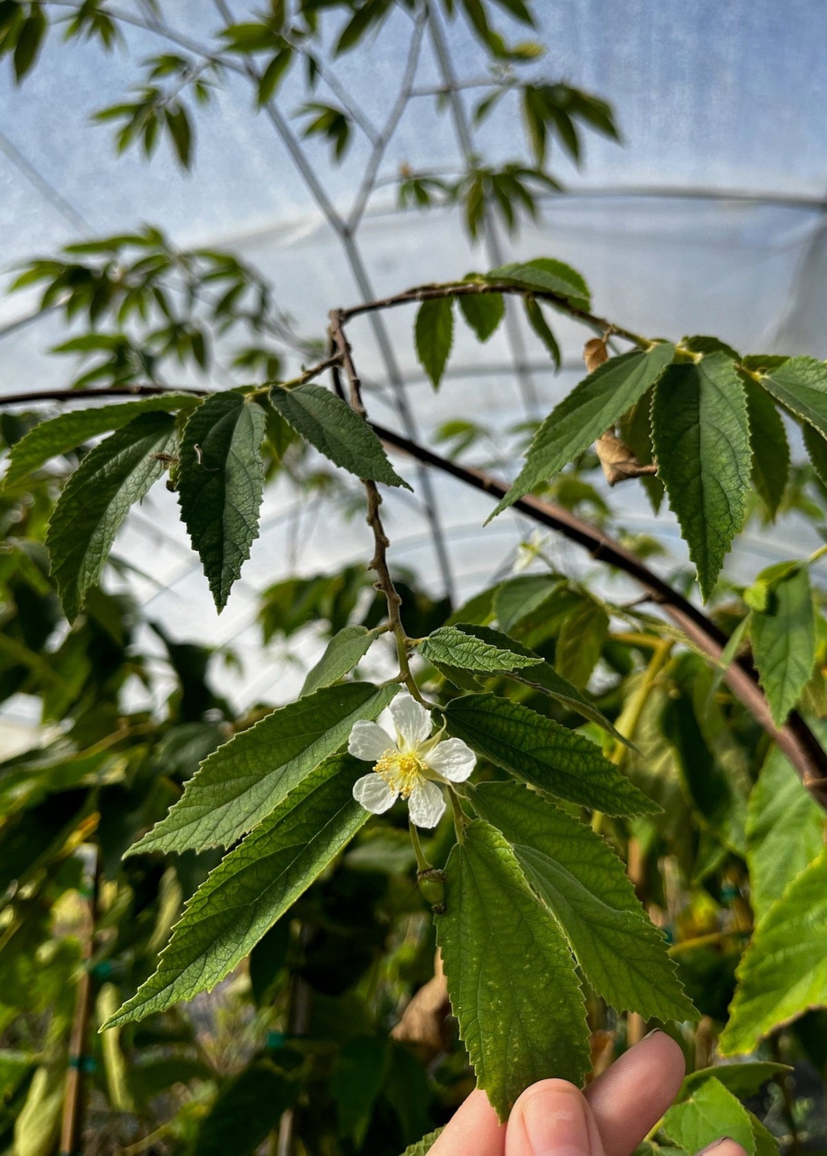Strawberry Tree, Red (Muntingia calabura)