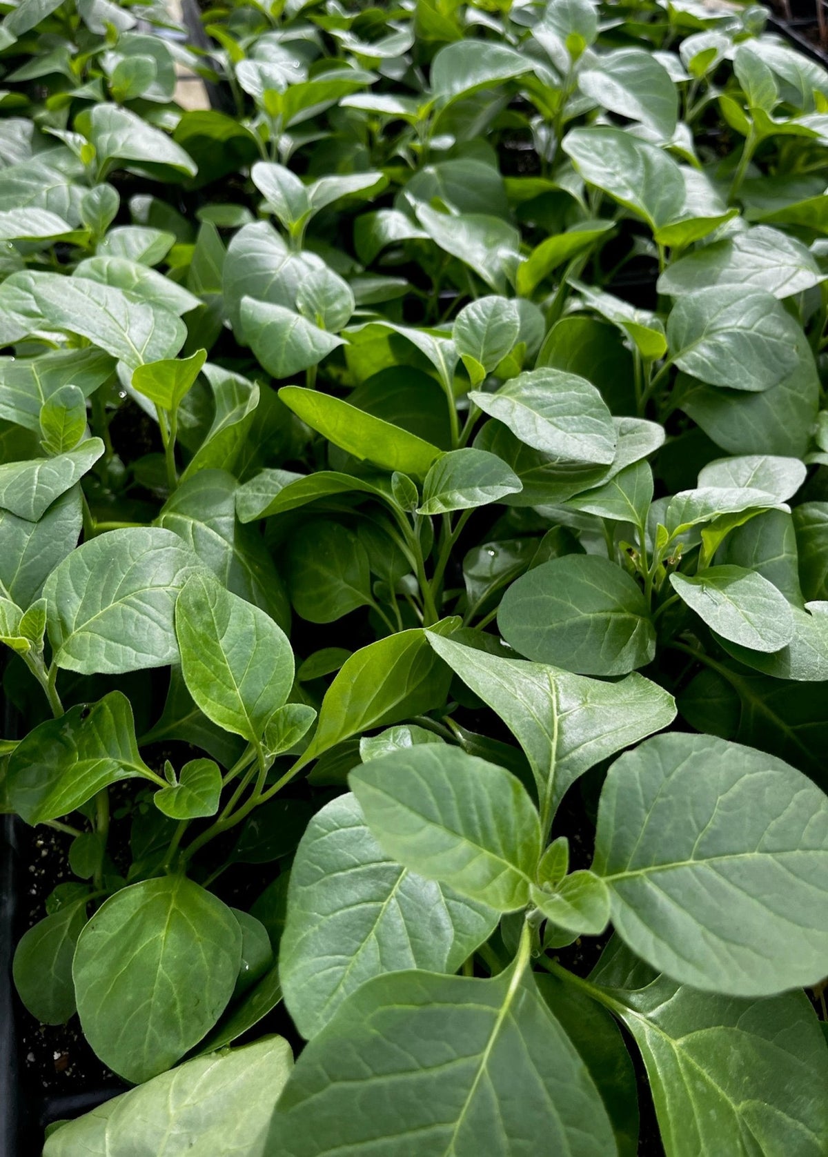 Ashwagandha (Withania somnifera)