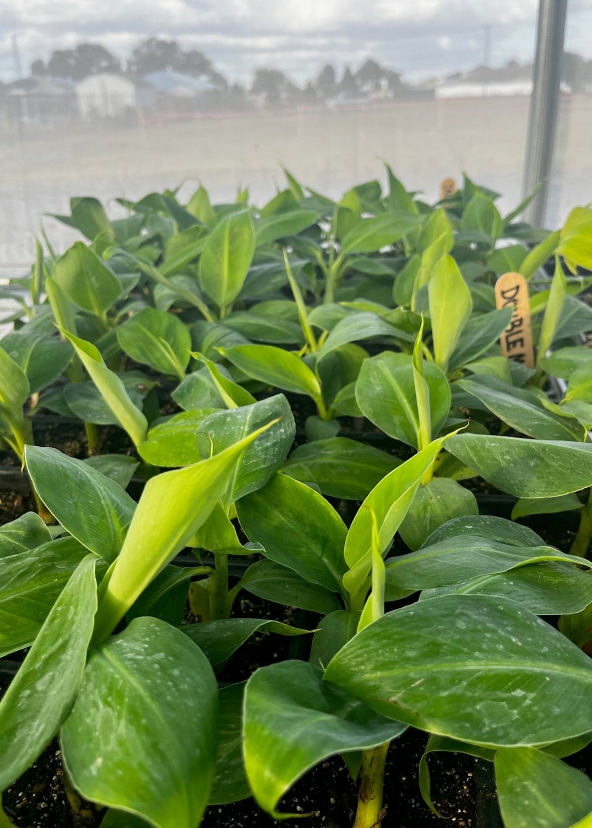Banana Dwarf 'Double Mahoi' (Musa acuminata)
