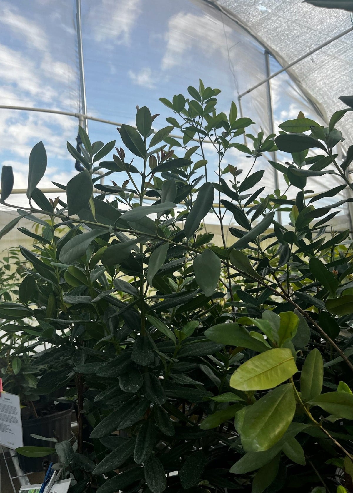 Bay Rum (Pimenta racemosa)