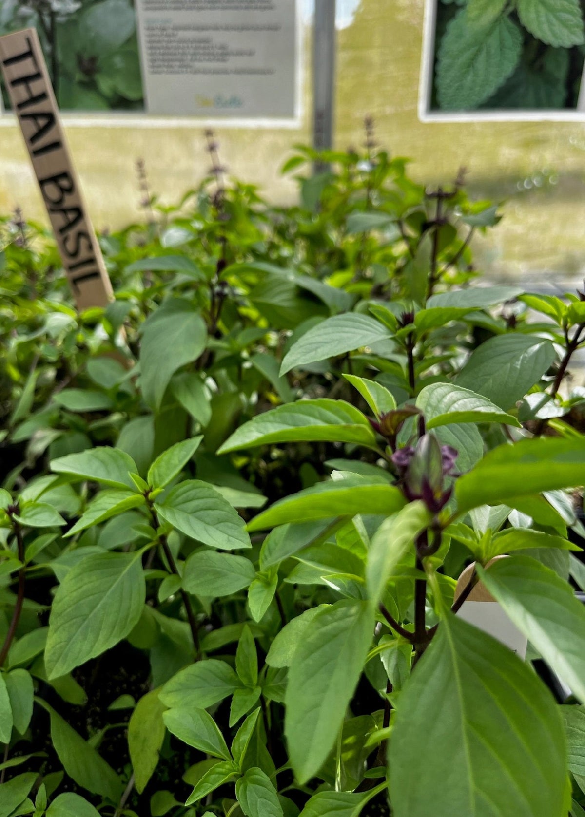 Thai Basil (Ocimum basilicum var. thyrsiflora)