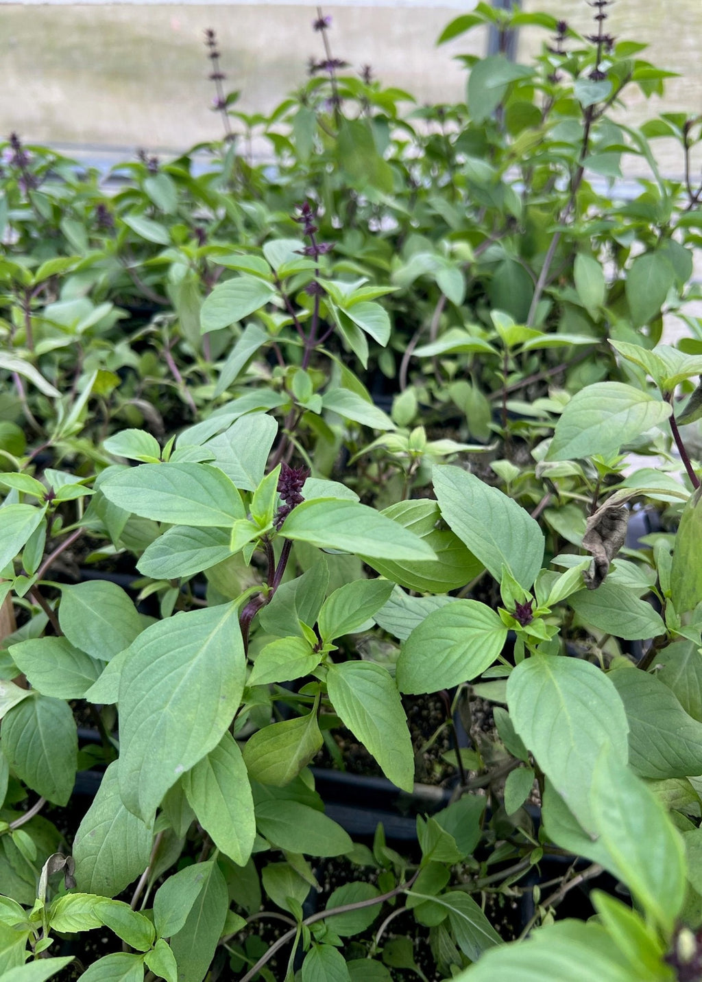 Thai Basil (Ocimum basilicum var. thyrsiflora)