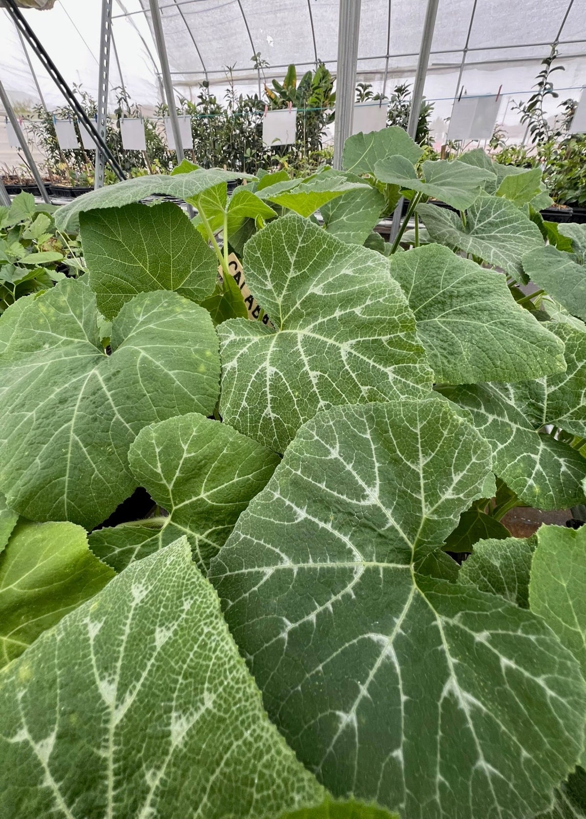 Calabaza (Cucurbita moschata)