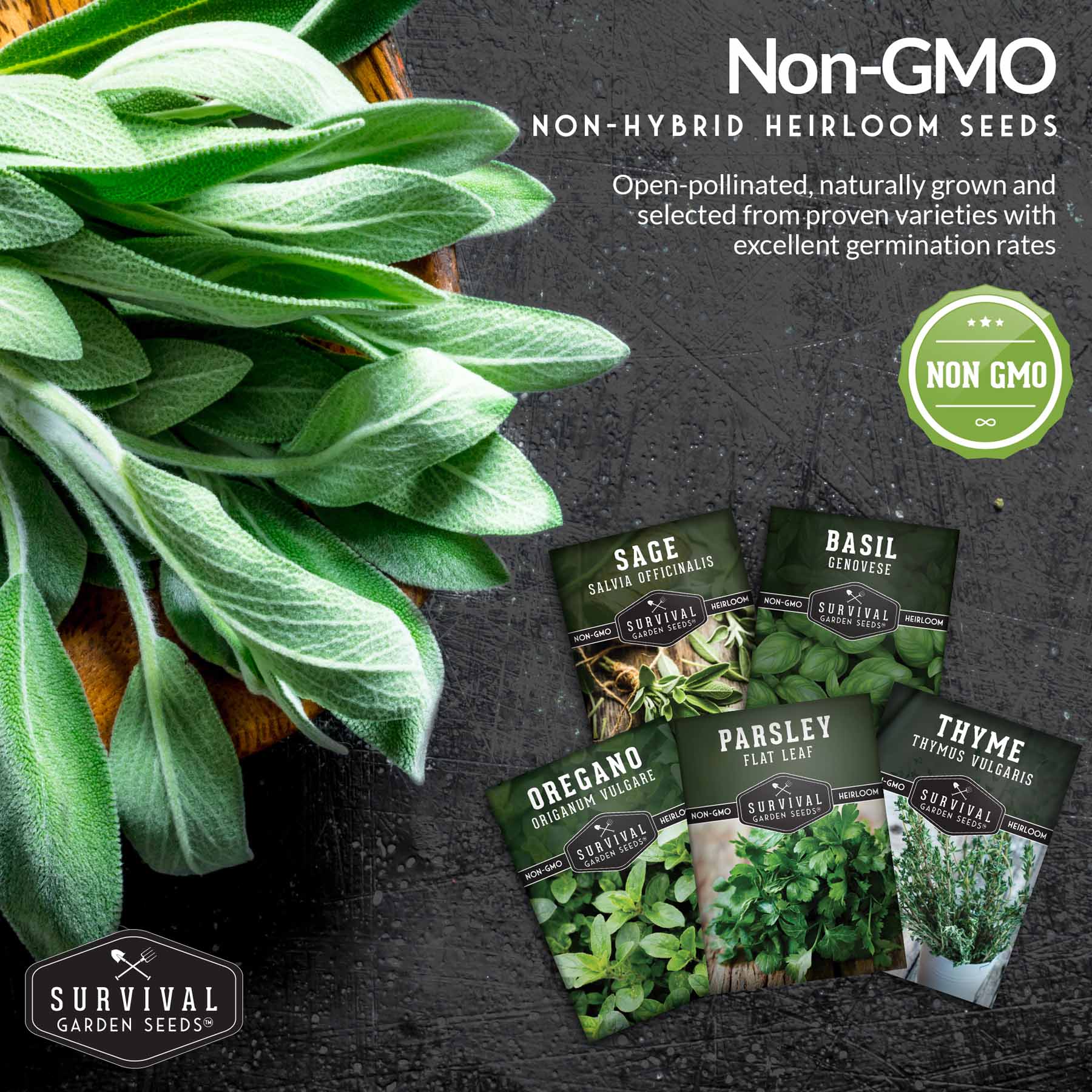 Italian Herb Seeds Collection – Genovese Basil, Oregano, Thyme, Sage, and Flat-Leaf Parsley for Indoor or Outdoor Culinary Gardens