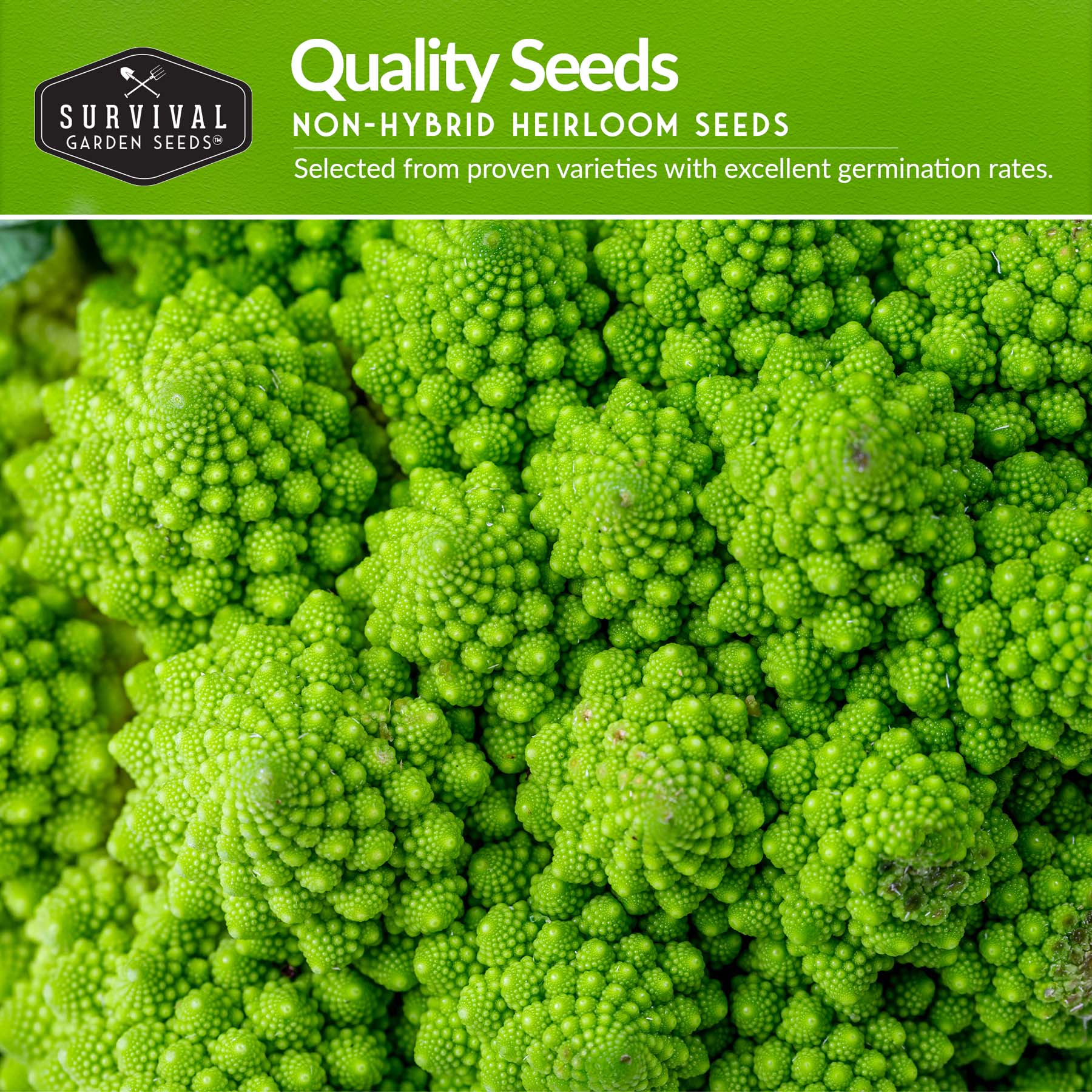Italian Seed Collection – Classic Heirloom Vegetables for Authentic Flavor and Productive Home Gardens