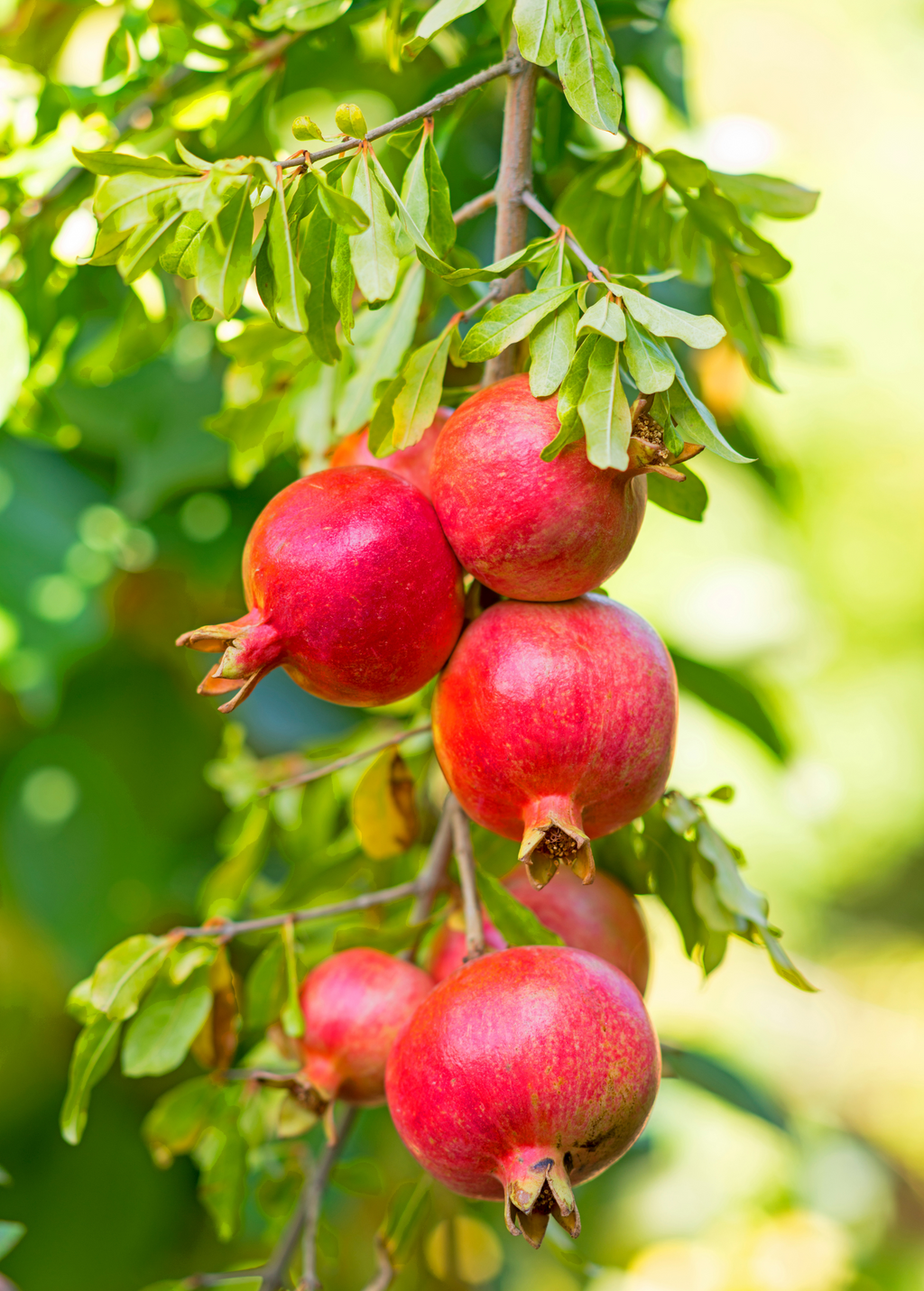 Pomegranate 'Kara Bala Miursal' Punica granatum)