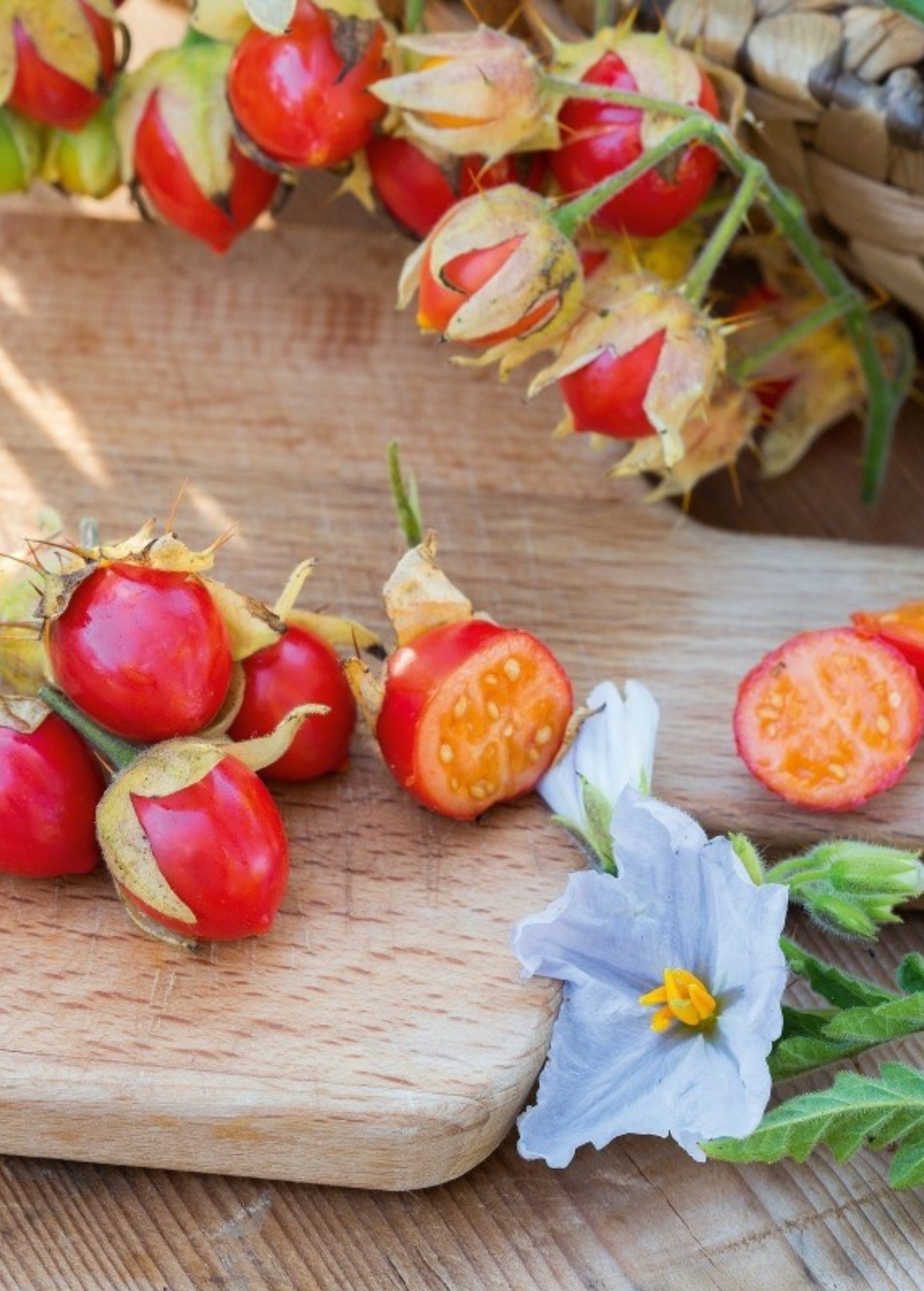 Litchi Tomato (Solanum sisymbriifolium)