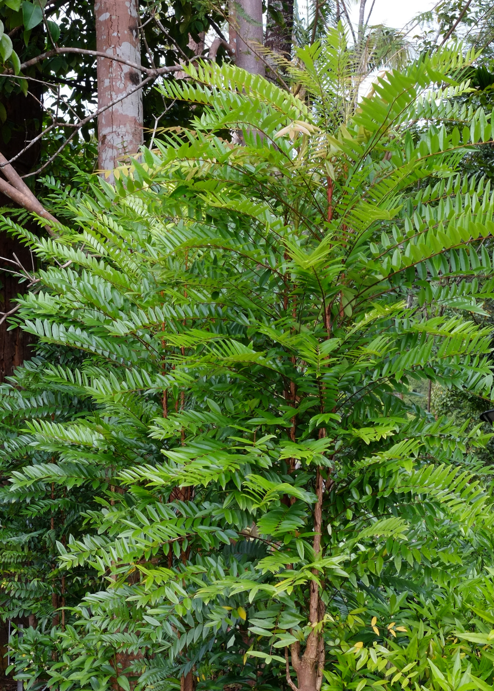 Longjack, Tongkat Ali (Eurycoma longifolia)