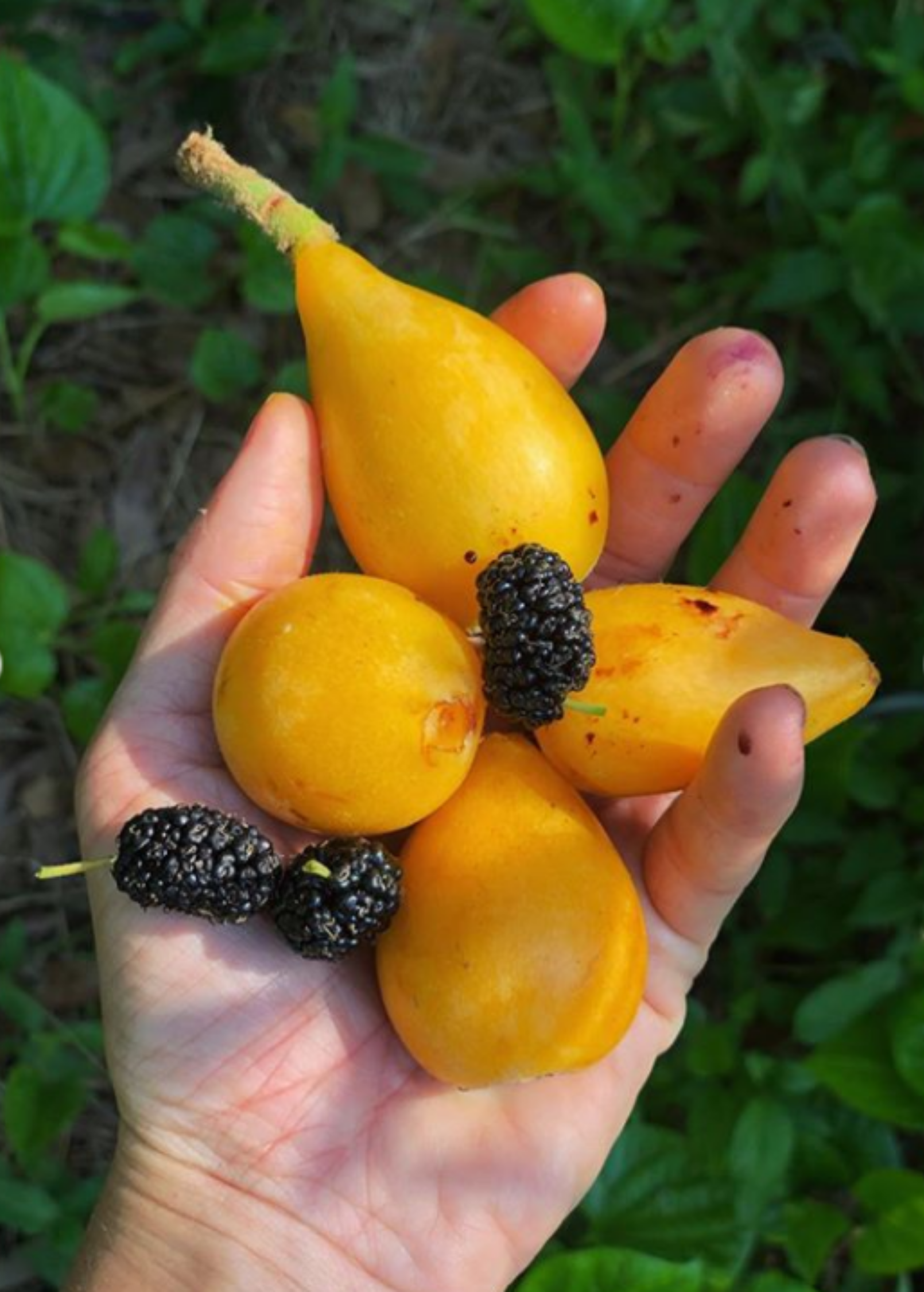 Loquat 'Christmas' (Eriobotrya japonica)