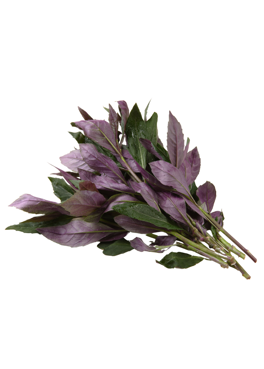 Okinawan Spinach (Gynura crepioides)