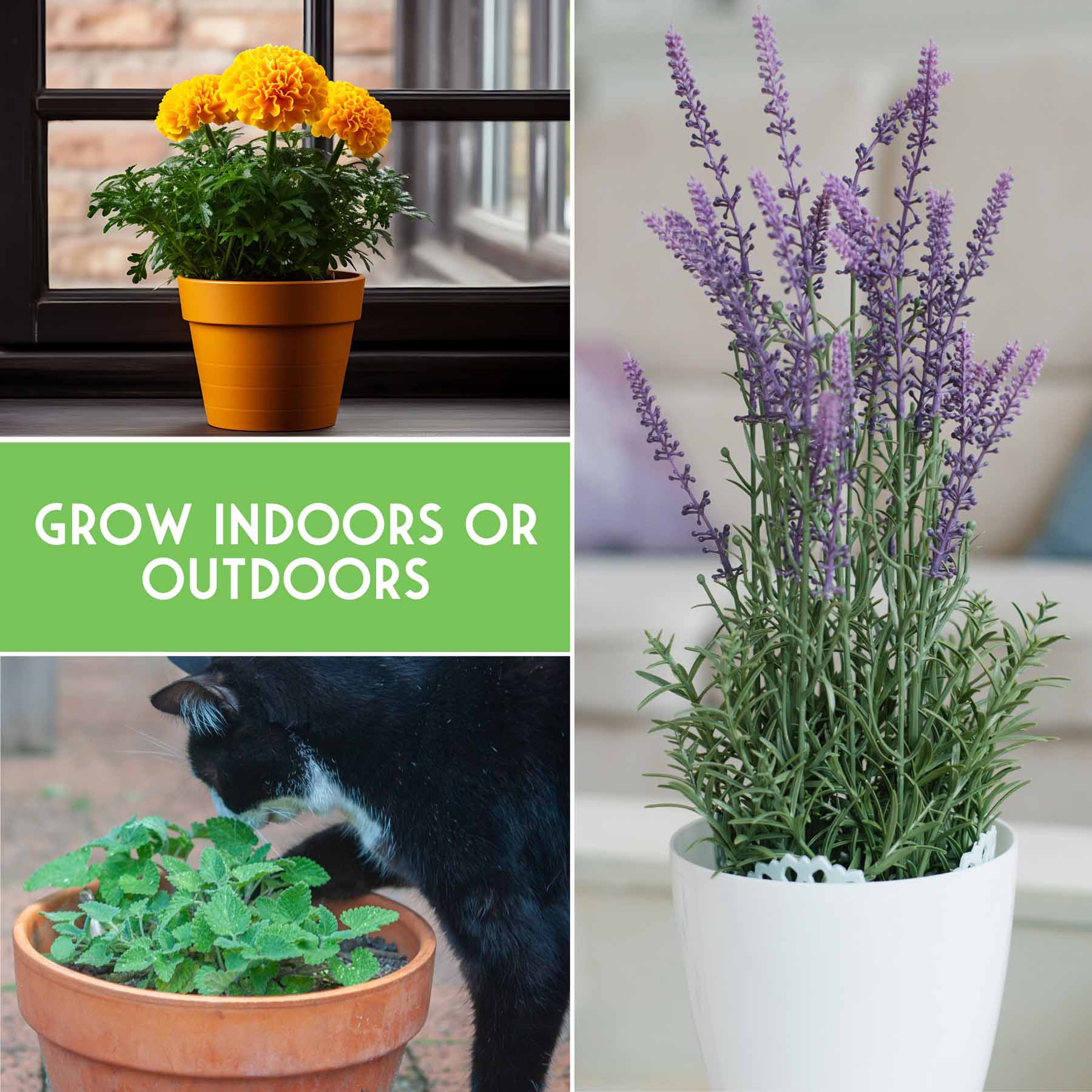 Pest Defense Seed Collection – 6 Heirloom Herbs & Flowers for Natural Garden Protection