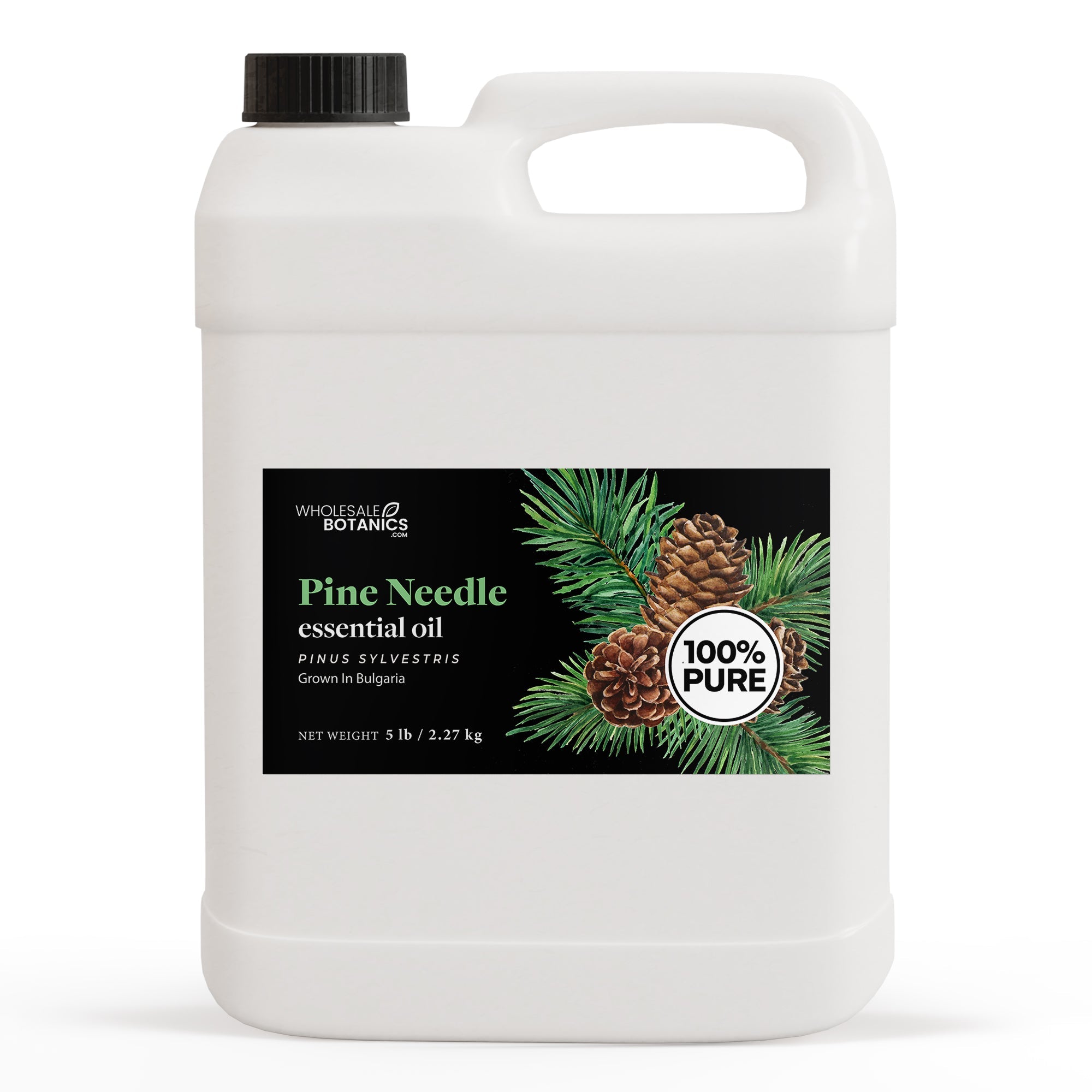 Pine Needle Essential Oil