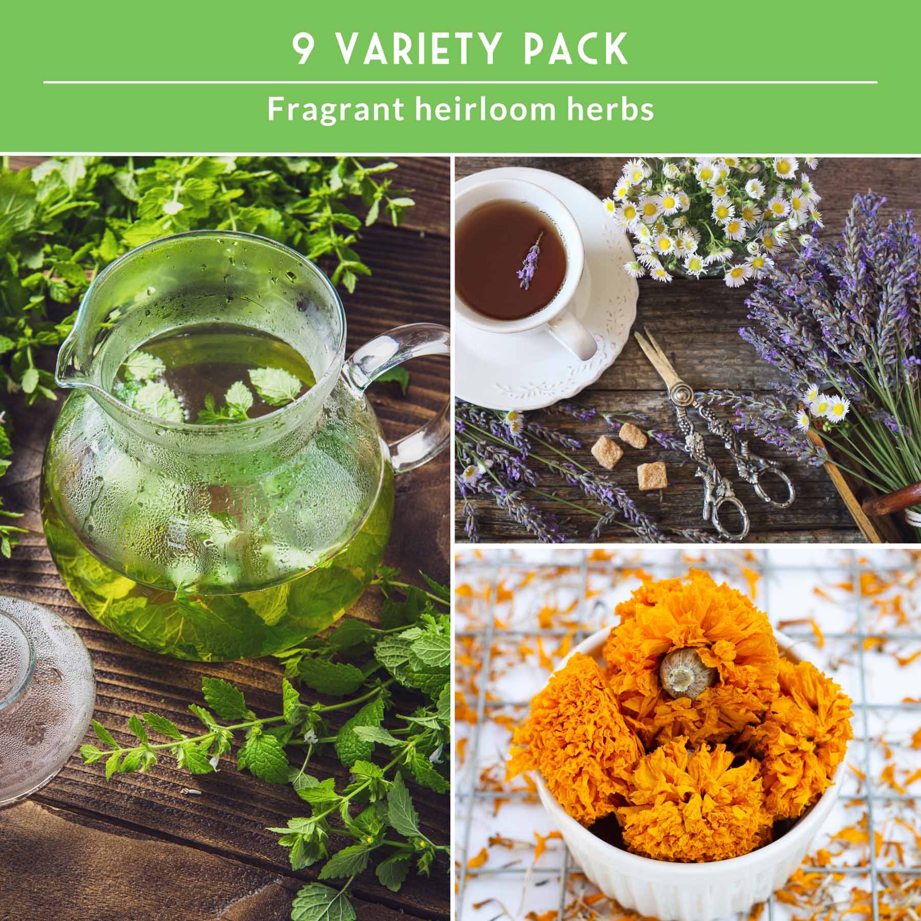 Medicinal Tea Herb Seeds Collection – 9 Heirloom Non-GMO Herbs for Calming Teas, Wellness & Home Apothecary Gardens (Chamomile, Lavender, Peppermint, Sage & More)