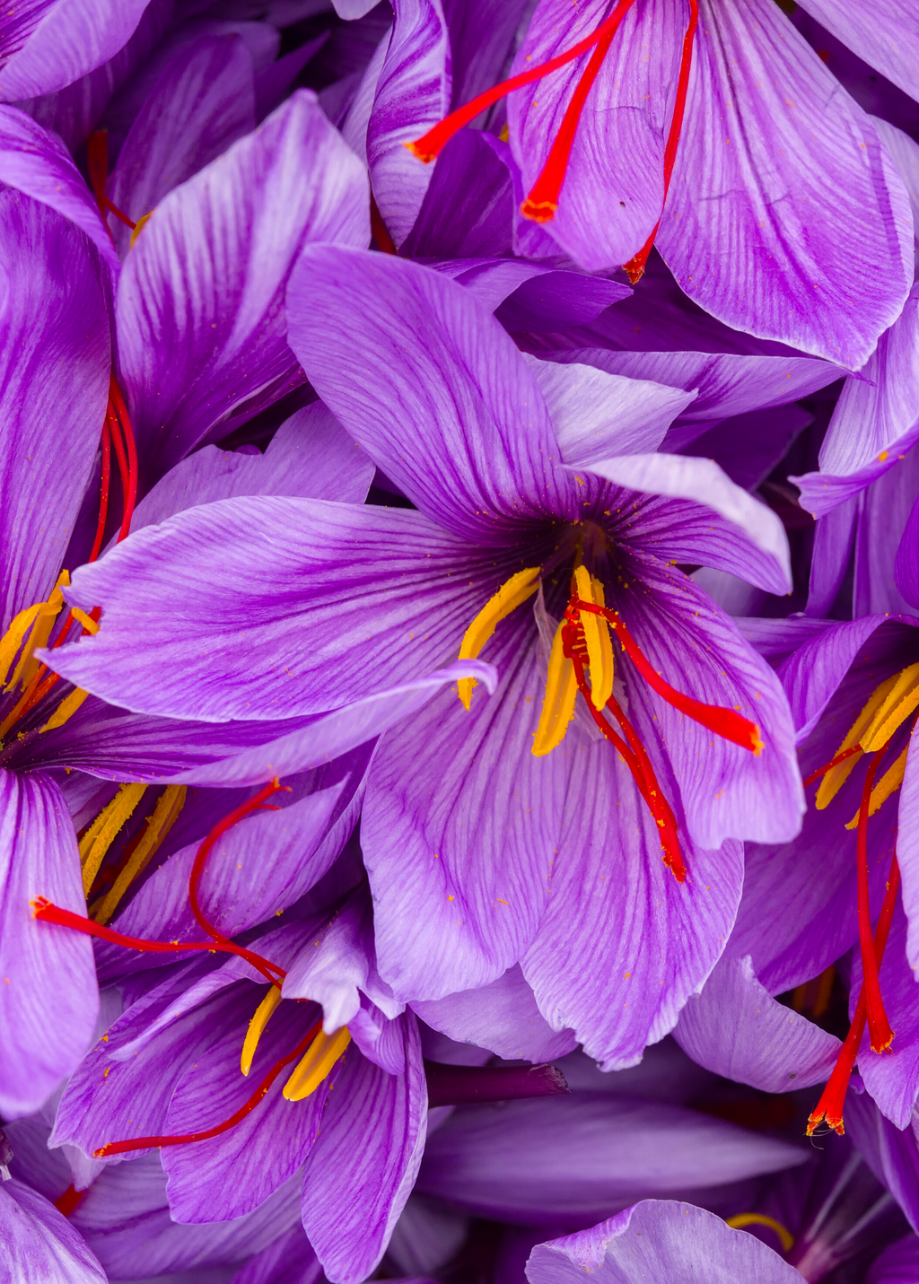 Saffron (Crocus sativus)