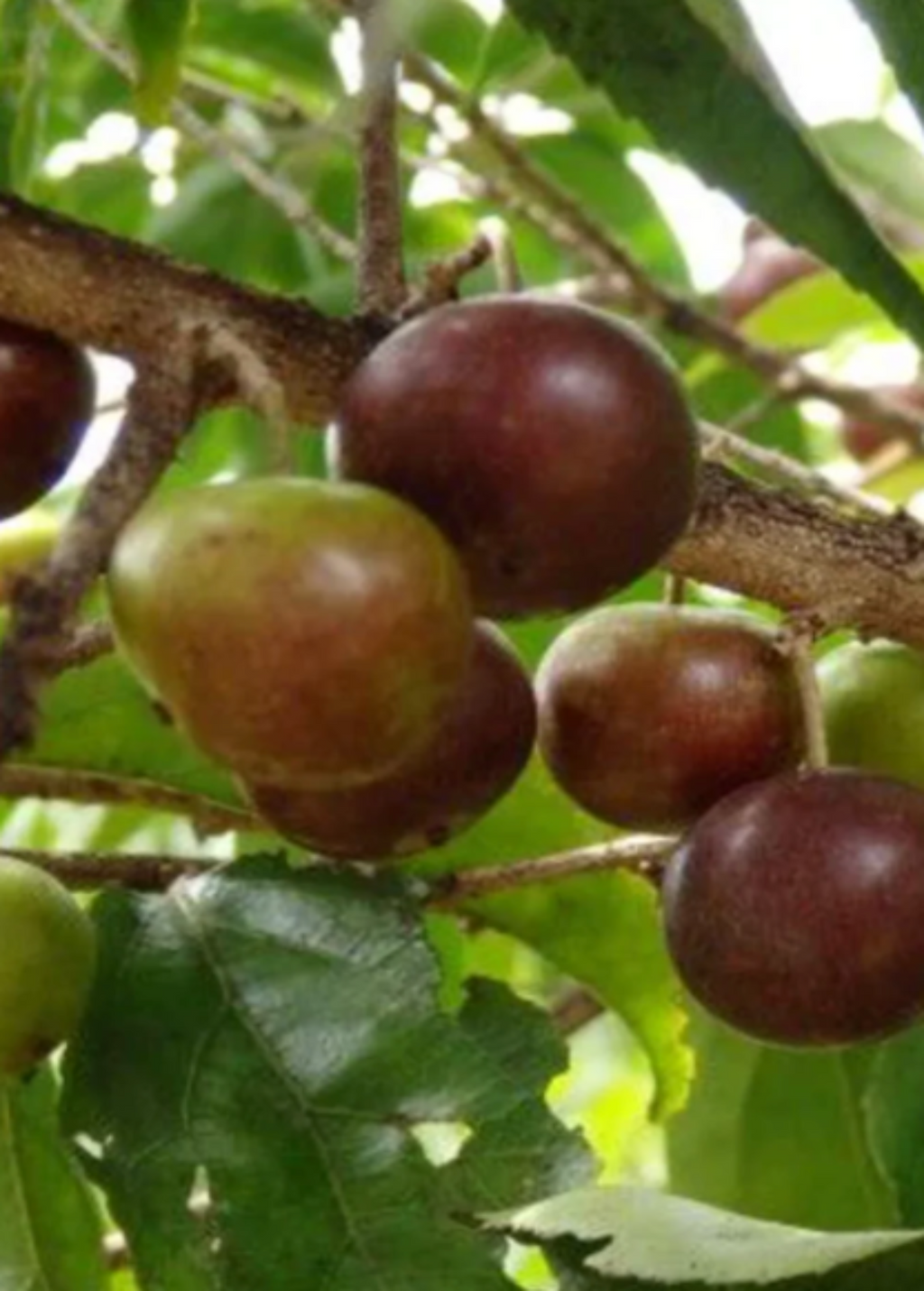 Governor’s Plum (Flacourtia rukam)