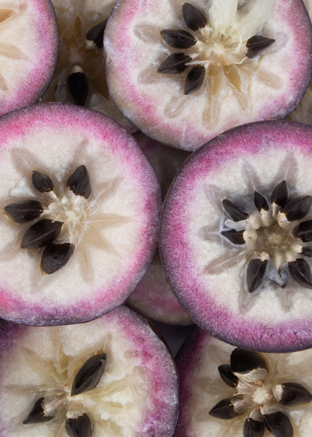 Purple Caimito, Star Apple (Chrysophyllum cainito)